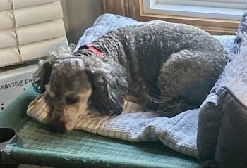 Poodle and Dachshund Dogs Available for Adoption in Omaha, Nebraska - Buffy | PetCurious