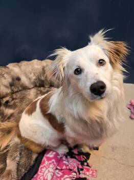 Mixed Breed Dogs Available for Adoption - Amelia | PetCurious