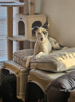 Rescue Australian Shepherd Dogs for Adoption in Beulaville, North Carolina - Icon | PetCurious