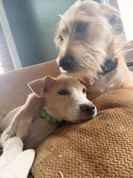 Lory -  Retriever Dog for Adoption in Valley Stream, New York - Lory | PetCurious