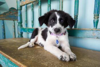 Pilea -  Border Collie and Australian Shepherd Dog for Adoption in San Antonio, Texas - Pilea | PetCurious