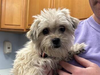 Maltese and Yorkshire Terrier Dogs Available for Adoption in Ames, Iowa - SKETTI | PetCurious