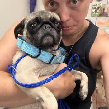 Mabel ~ Coming Soon!!! -  Pug Dog for Adoption in Chicago, Illinois - Mabel ~ Coming Soon!!! | PetCurious