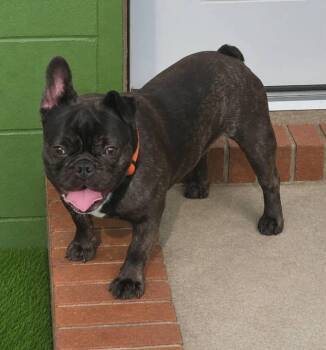 Nemo -  French Bulldog Dog for Adoption in Cochran, Georgia - Nemo | PetCurious