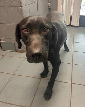 Rescue Mixed Breed Dogs for Adoption in Nashville, Tennessee - Jim Beam | PetCurious