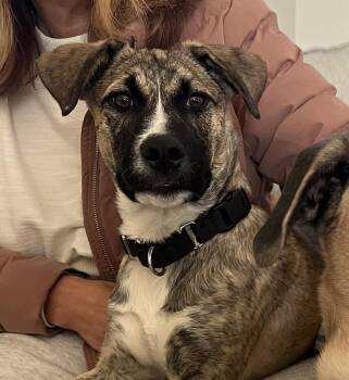 Rescue Anatolian Shepherd and Black Mouth Cur Dogs for Adoption in West Peoria, Illinois - Penny | PetCurious