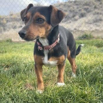 Rescue Dachshund and Chihuahua Dogs for Adoption in Incline Village, Nevada - Stevie Nicks | PetCurious