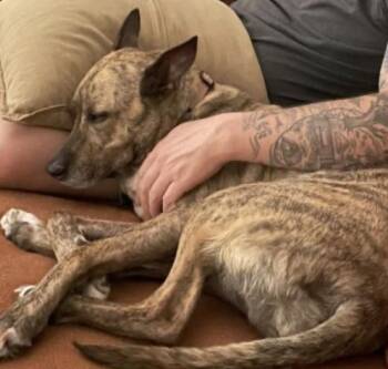 Rescue Pit Bull Terrier and Catahoula Leopard Dog Dogs for Adoption in Manchaca, Texas - Charlee | PetCurious