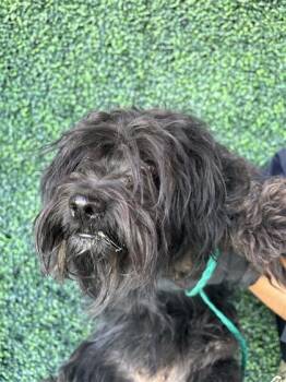 61586072 -  Terrier and Mixed Breed Dog for Adoption in El Paso, Texas - 61586072 | PetCurious