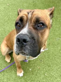 Mixed Breed Dogs Available for Adoption in Wichita, Kansas - Lime Jell-O Salad | PetCurious