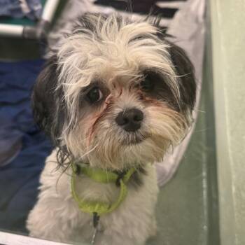 Koby -  Shih Tzu and Maltese Dog for Adoption in West Palm Beach, Florida - Koby | PetCurious