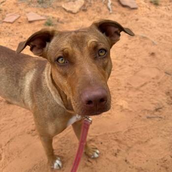 Rescue Cattle Dog Dogs for Adoption in Kanab, Utah - Chee Chee | PetCurious