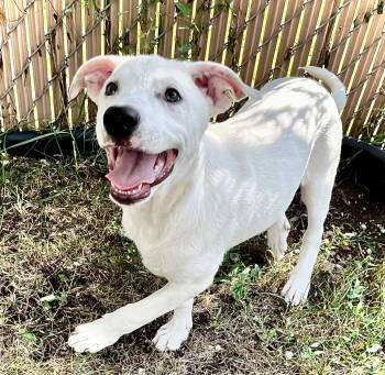 Rescue Terrier Dogs for Adoption in Estherville, Iowa - Apollo | PetCurious