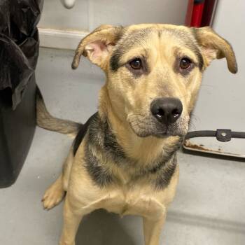 Rescue Mixed Breed Dogs for Adoption in Troy, Illinois - Tara | PetCurious