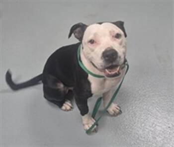 Pit Bull Terrier Dogs Available for Adoption in St. Cloud, Florida - DUKE | PetCurious