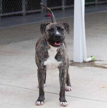 Ricky -  Pit Bull Terrier and Plott Hound Dog for Adoption in Oswego, Illinois - Ricky | PetCurious