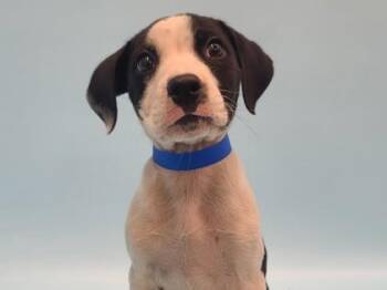 Easton -  Labrador Retriever and Mixed Breed Dog for Adoption in Golden Valley, Minnesota - Easton | PetCurious