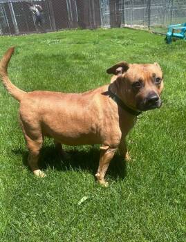 Pit Bull Terrier and Mixed Breed Dogs Available for Adoption in Marion, Ohio - Baby Girl | PetCurious