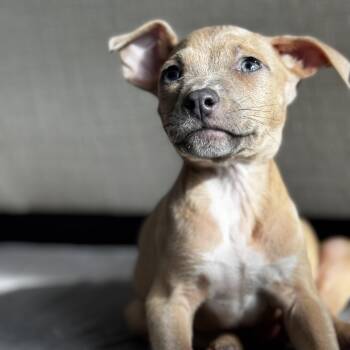 Rescue Hound Dogs for Adoption in Rock Hill, South Carolina - Tuffnut | PetCurious