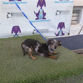 ZUMA -  Chihuahua and Dachshund Dog for Adoption in Orlando, Florida - ZUMA | PetCurious