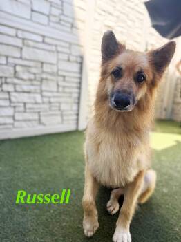 Russell -  German Shepherd Dog Dog for Adoption in Lucas, Texas - Russell | PetCurious