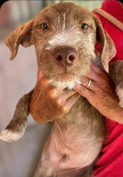 Stucco -  Wirehaired Pointing Griffon and Poodle Dog for Adoption in Ramona, California - Stucco | PetCurious