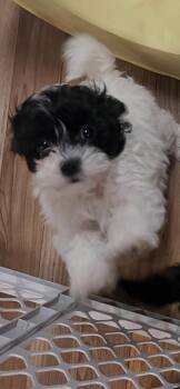 Lovie -  Havanese and Poodle Dog for Adoption in Waterloo, Illinois - Lovie | PetCurious