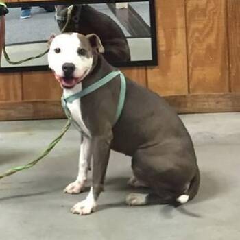 Millie -  Pit Bull Terrier Dog for Adoption in Zuni, Virginia - Millie | PetCurious