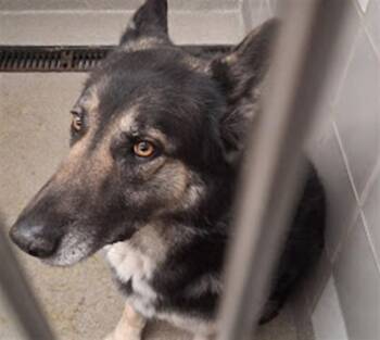 German Shepherd Dog Dogs Available for Adoption - GALE | PetCurious