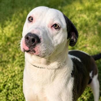 Mixed Breed Dogs Available for Adoption in Cranston, Rhode Island - THOMPSON | PetCurious