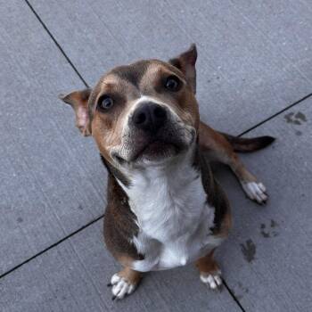 Marmalade -  Mixed Breed Dog for Adoption in Matteson, Illinois - Marmalade | PetCurious