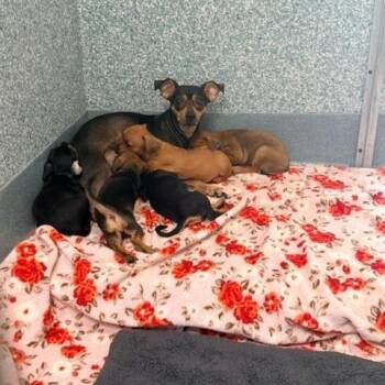 Moon -  Chihuahua Dog for Adoption in Long Beach, California - Moon | PetCurious