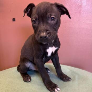 Kevyn -  Retriever and Mixed Breed Dog for Adoption in San Antonio, Texas - Kevyn | PetCurious