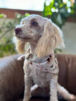 Rescue Poodle Dogs for Adoption in Tucson, Arizona - Penelope | PetCurious