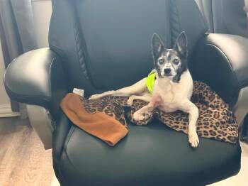 Bullet -  Chihuahua Dog for Adoption in Indianapolis, Indiana - Bullet | PetCurious