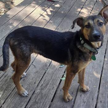 Jolene -  Mixed Breed Dog for Adoption in Buffalo, Minnesota - Jolene | PetCurious