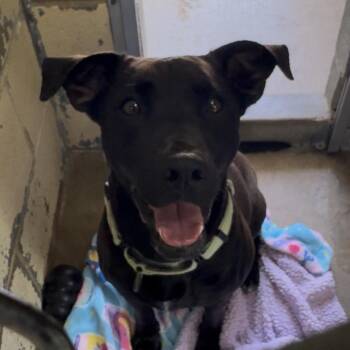 7-11 FC MW -  Mixed Breed Dog for Adoption in Union, Missouri - 7-11 FC MW | PetCurious