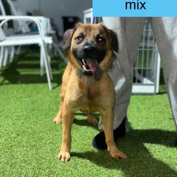 Impulse -  Chow Chow and Shepherd Dog for Adoption in Tampa, Florida - Impulse | PetCurious