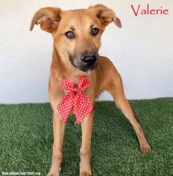 Rescue Shepherd Dogs for Adoption in San Diego, California - Valerie | PetCurious