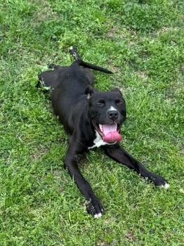 Mixed Breed Dogs Available for Adoption in Taycheedah, Wisconsin - Margo | PetCurious