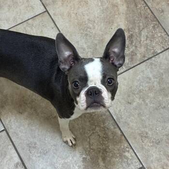 Willow -  Boston Terrier Dog for Adoption in Tulsa, Oklahoma - Willow | PetCurious