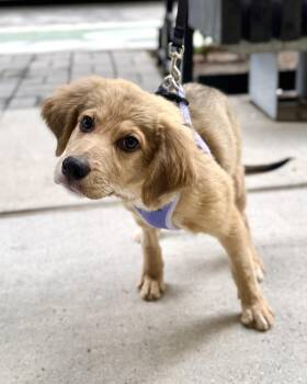 Sekhmet -  Golden Retriever Dog for Adoption in New York, New York - Sekhmet | PetCurious