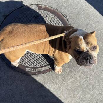 Roxy -  Mixed Breed Dog for Adoption in Davenport, Iowa - Roxy | PetCurious