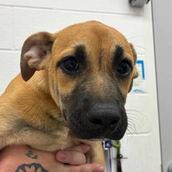Hickory -  Terrier and Mixed Breed Dog for Adoption in Corpus Christi, Texas - Hickory | PetCurious