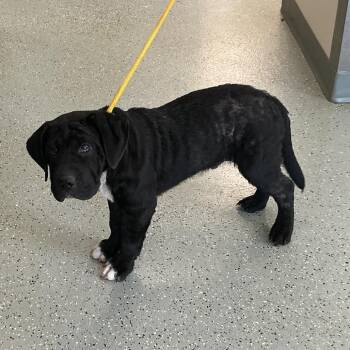 Duke -  Bullmastiff and Mixed Breed Dog for Adoption in Galax, Virginia - Duke | PetCurious