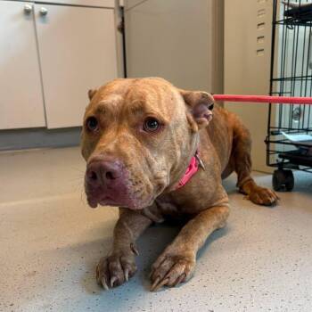 Valentine -  Mixed Breed Dog for Adoption in Huntington, West Virginia - Valentine | PetCurious