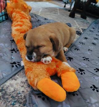 Labrador Retriever and Labradoodle Dogs Available for Adoption - Aspen | PetCurious