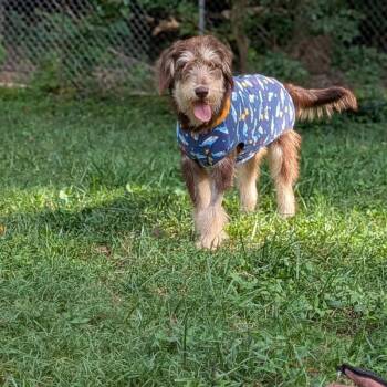 Breeze * Adopt or Foster* -  Standard Poodle Dog for Adoption in Fairfax, Virginia - Breeze * Adopt Or Foster* | PetCurious