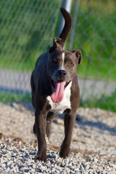 Rescue American Staffordshire Terrier Dogs for Adoption in Hiawatha, Kansas - Humbug | PetCurious