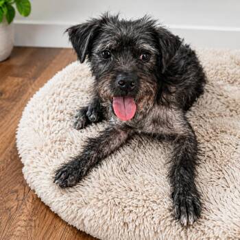 Milo -  Terrier Dog for Adoption in Escondido, California - Milo | PetCurious